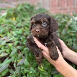 Donner - Chocolate male Cavapoo puppy in Herriman, Utah from Gypsi Doodles & Poodles LLC.