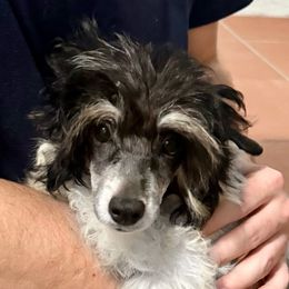 Domino - White and black male Chinese Crested puppy in Lutz, Florida from Halcyon Chinese Cresteds