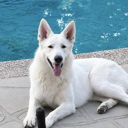 German Shepherd puppies from Diamond White German Shepherds