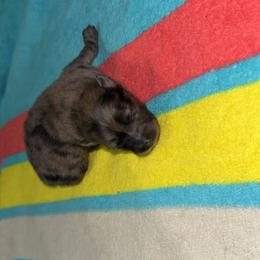 Nami - Blue merle female Pomeranian puppy in Fort Worth, Texas from Alo's Pom's
