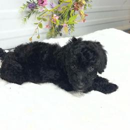 Zuma - Black male Poodle puppy in Elgin, South Carolina from Silver Bells Paw Prints