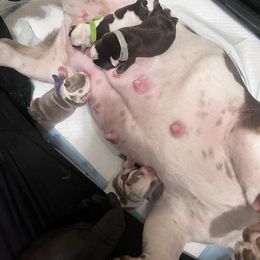 Bulldog Puppies from Jesus Santiago