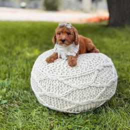 Purple collar red with white mini - Red  female Goldendoodle puppy in Spokane, Washington from Dream Doodles in Spokane WA