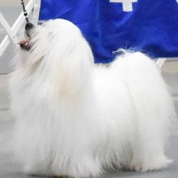 Cotons de Tulear and Pembroke Welsh Corgis from Kacia Kennels