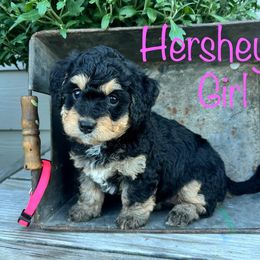 Bernedoodle Puppies from Cobble Creek Puppies