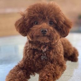 Poodles from Cali Toy Poodles