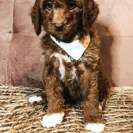 Goldendoodle Puppies from The Doting Doodle