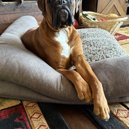True - Boxer
