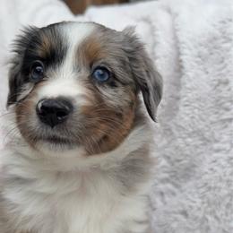 Pepper - Blue merle female Miniature Australian Shepherd puppy in Murfreesboro, Tennessee from Skye’s Waggin’ Aussies