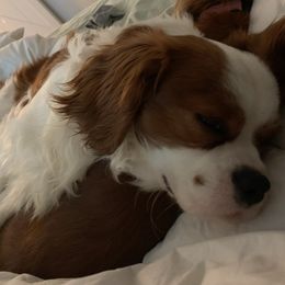 Spencer - Cavapoo