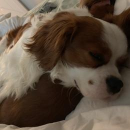 Spencer - Cavapoo