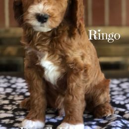 Goldendoodle and Labradoodle Puppies from Doodle Ranch