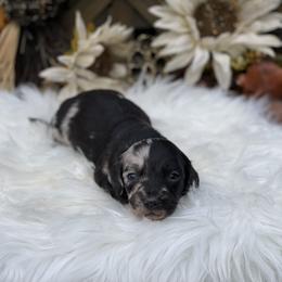 Dachshund Puppies from CR Kennels