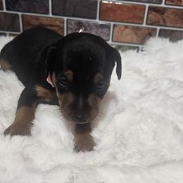 Remy - Black and tan female Miniature Pinscher puppy in Baton Rouge, Louisiana from Pike's Pups