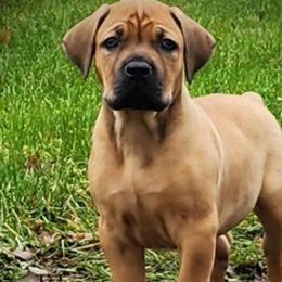 orange - Boerboel puppy in Naples, New York from Freedom Boerboels LLC