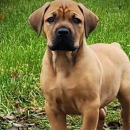 orange - Boerboel puppy in Naples, New York from Freedom Boerboels LLC