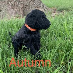 Double Doodle Puppies from Little Muddy Doodles