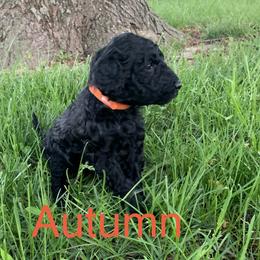 Double Doodle Puppies from Little Muddy Doodles