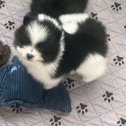 Boy 1 - Black parti male Pomeranian puppy in Newalla, Oklahoma from Classy Poms