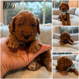 Rolo - Red male Australian Labradoodle puppy in Summerfield, North Carolina from Four Oaks Labradoodles
