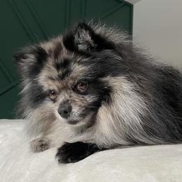 Source - Pomeranian
