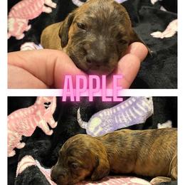 Apple - Brindle female Dachshund puppy in Saint Paul, Minnesota from Vibrant Eyes Doxies