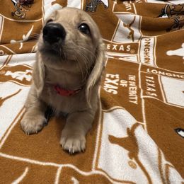 Gus Gus - Cream male Dachshund puppy in Arp, Texas from Barksalot Dachshunds