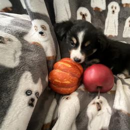 Miniature Australian Shepherd and Toy Australian Shepherd Puppies from Hotmess of Aussies