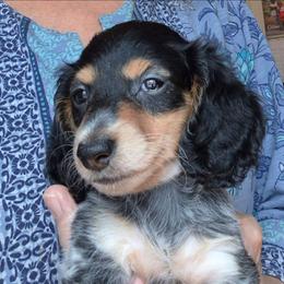 ZZ (AKC) - Piebald male Dachshund puppy in Bangs, Texas from Lickin'bach Miniature Dachshunds