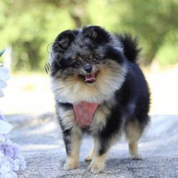 Chloe - Pomeranian