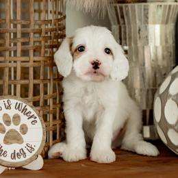 Smokey (black collar) - Parti male Goldendoodle puppy in Apopka, Florida from The Classic Doodle