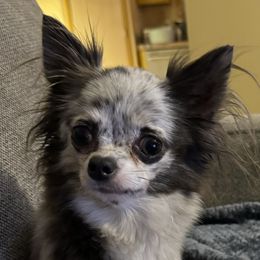 Storm - Chihuahua