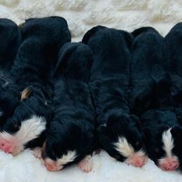 2nd pick male - Black tan and white male Bernese Mountain Dog puppy in Harrisburg, North Carolina from Bunn Ranch Goldens & Bernese