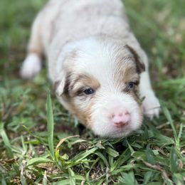 Sparkle - Red merle female Border Collie puppy in Cedartown, Georgia from Ferguson Border Collies
