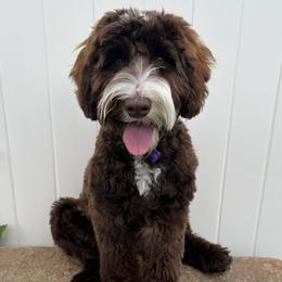 Greta - Australian Labradoodle