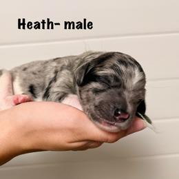 Heath - Merle male Goldendoodle puppy in Milford, Pennsylvania from Doodles Are Golden