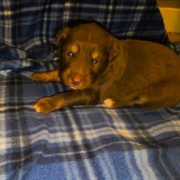 Everly - Red tri-color female Australian Shepherd puppy in Marengo, Indiana from J&J Kennel