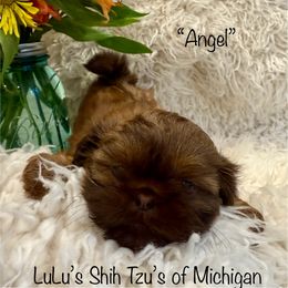 Angel - Liver female Shih Tzu puppy in Ann Arbor, Michigan from LuLu’s Shih Tzu’s of Michigan