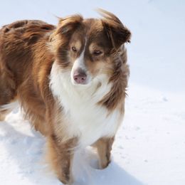 Lulu - Australian Shepherd