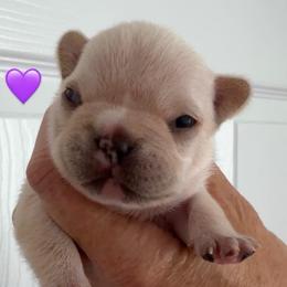 Purple collar girl - Cream female French Bulldog puppy in Clinton, Tennessee from Summer Rose