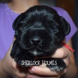 Sherlock Holmes - Black male Miniature Schnauzer puppy in Sedalia, Missouri from Farmer Brown's Puppies