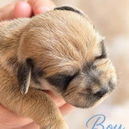 Teddy - Liver male Miniature Schnauzer puppy in Hull, Georgia from Ardent Miniature Schnauzers of Athens