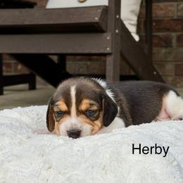 Herby - Black tan and white male Beagle puppy in Mansfield, Missouri from Rippee Creek Kennel