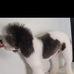 Goldendoodle and Poodle Puppies from Elizabeth Rocha's Doodles