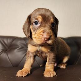 Preacher (Light Blue Collar) - Brown white and tan male Beagle puppy in Bois D Arc, Missouri from Country Home Pets and Farm