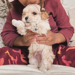 Poodle Puppies from Teacup & Toy Poodles