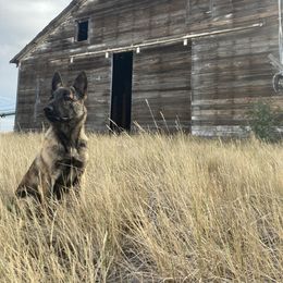 Dutch Shepherd Puppies from Mill Iron Dutch Shepherds