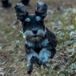 Miniature Schnauzer puppies from Central Iowa Schnauzers, LLC