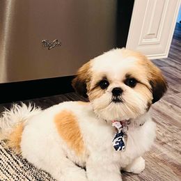 Shih Tzu Puppies from Little Miracles Shih Tzu