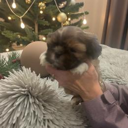 Princess Fiona - Black gold and white female Shih Tzu puppy in Kent, Washington from Exclusively Shih Tzu's LLC